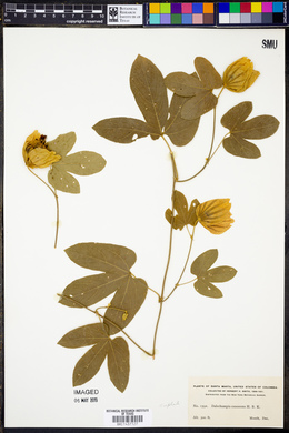 Dalechampia canescens image