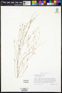Croton michauxii var. michauxii image