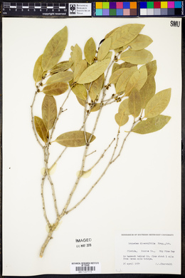 Drypetes diversifolia image