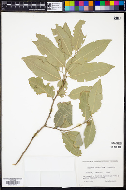 Drypetes lateriflora image