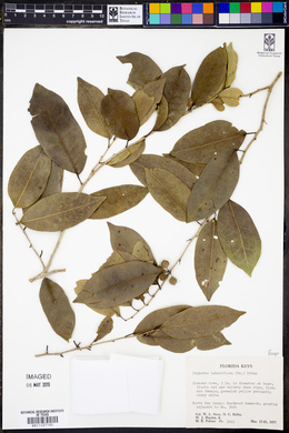 Drypetes lateriflora image