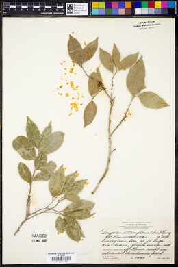 Drypetes lateriflora image