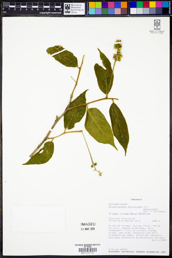 Erythrococca atrovirens image