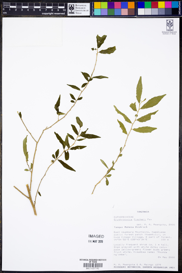 Erythrococca fischeri image