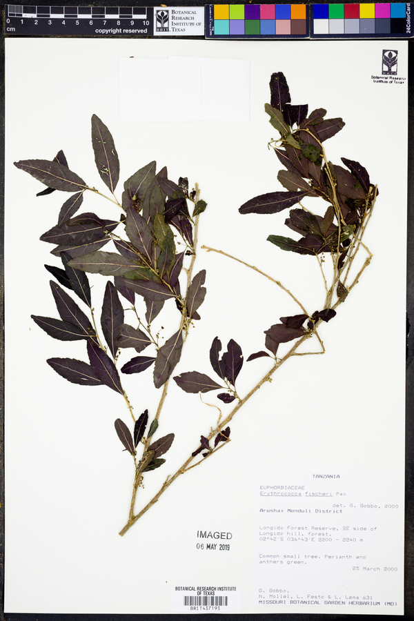Erythrococca fischeri image