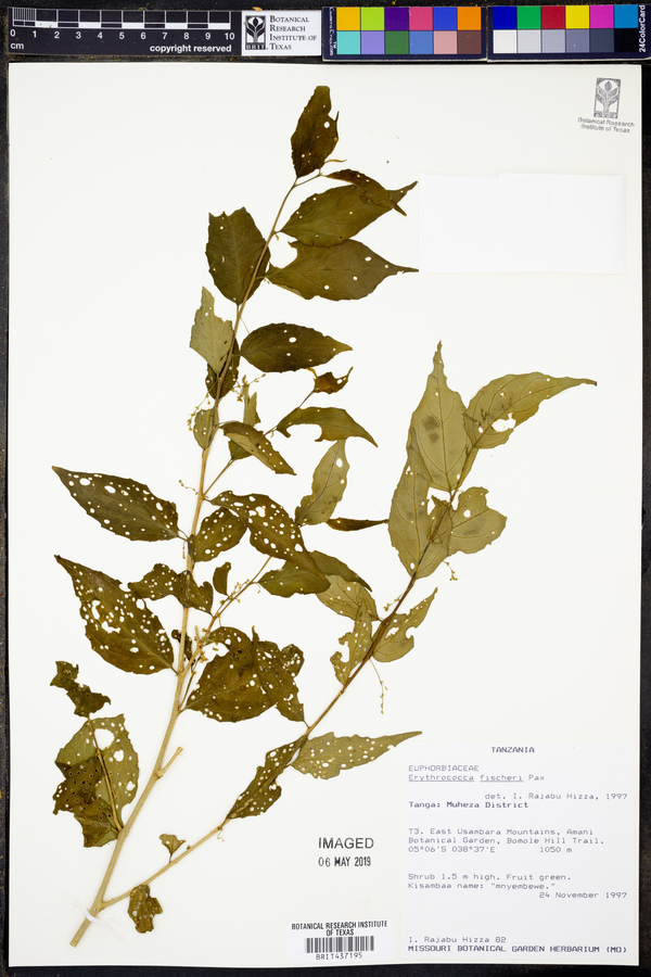 Erythrococca fischeri image