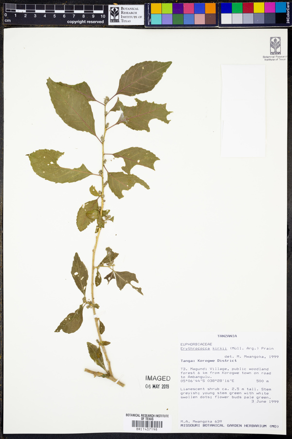 Erythrococca kirkii image