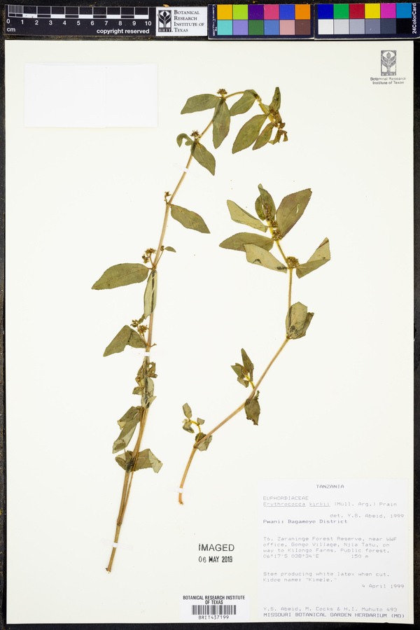 Erythrococca kirkii image