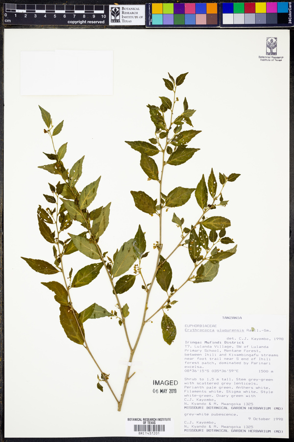 Erythrococca ulugurensis image