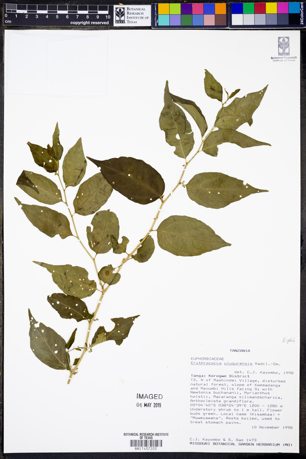 Erythrococca ulugurensis image