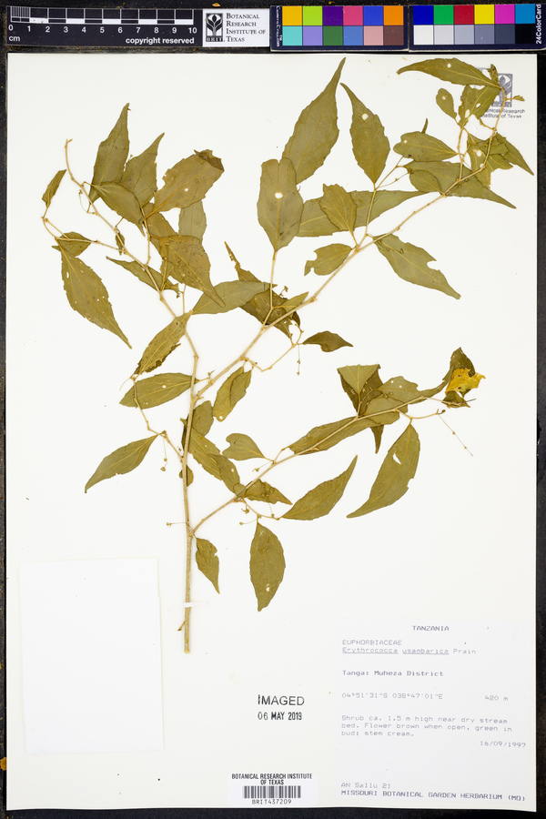 Erythrococca usambarica image