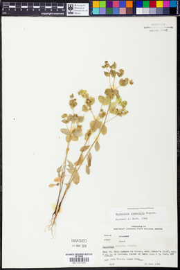 Euphorbia commutata image