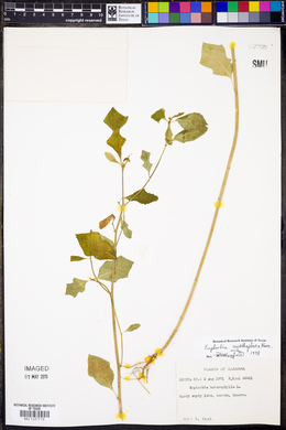 Euphorbia cyathophora image
