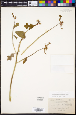 Euphorbia cyathophora image