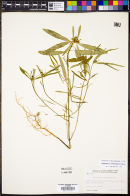 Euphorbia cyathophora image