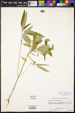 Euphorbia cyathophora image