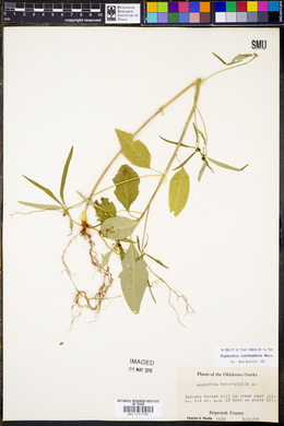 Euphorbia cyathophora image