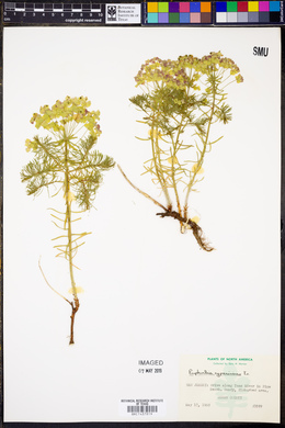 Euphorbia cyparissias image