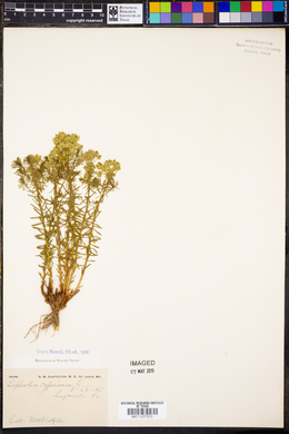 Euphorbia cyparissias image