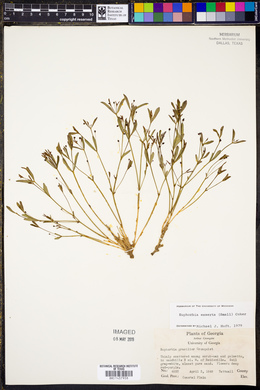 Euphorbia exserta image