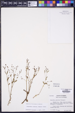 Euphorbia exserta image