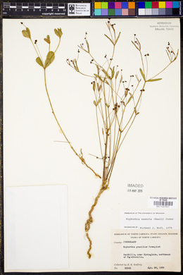 Euphorbia exserta image