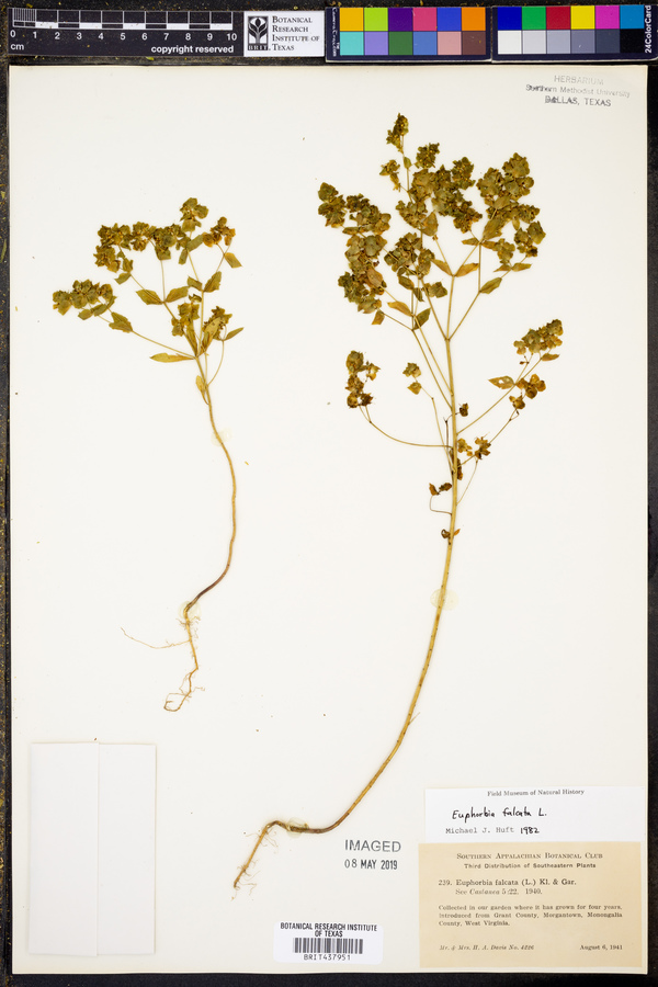 Euphorbia falcata image