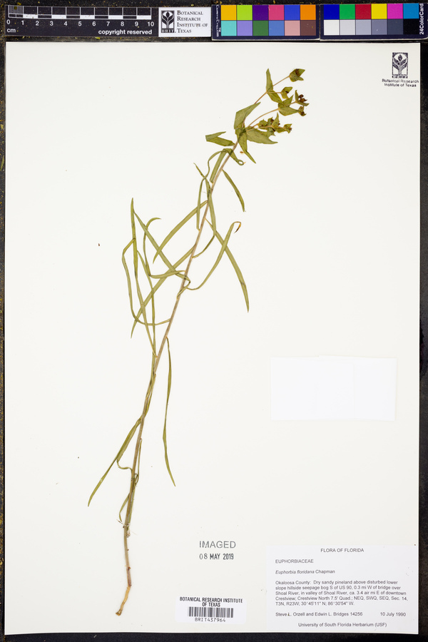 Euphorbia floridana image
