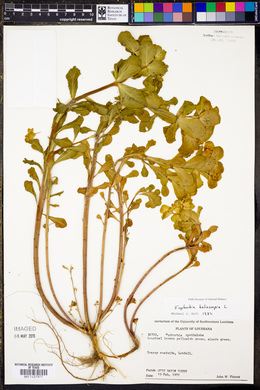 Euphorbia helioscopia image