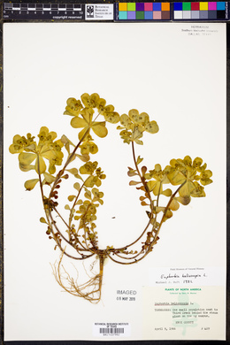 Euphorbia helioscopia image