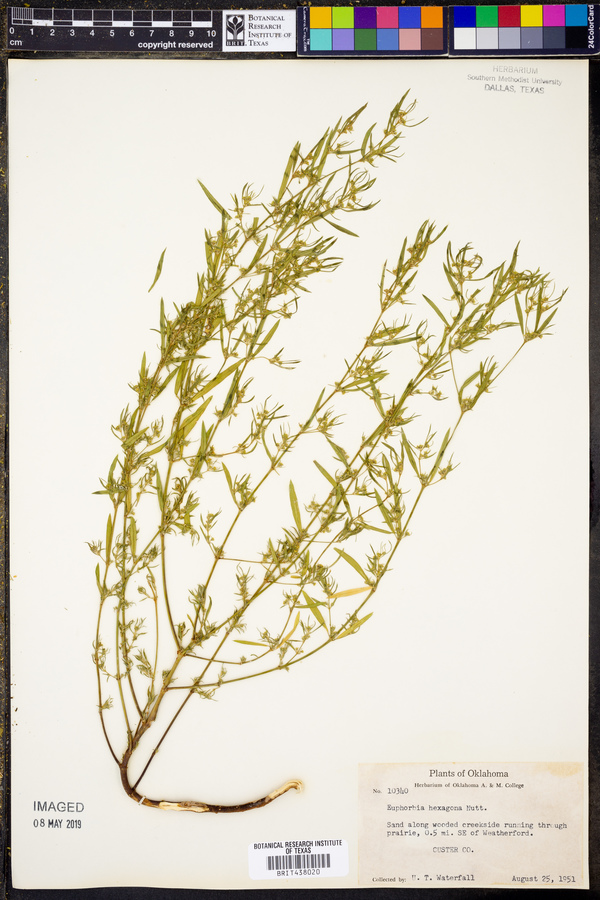 Euphorbia hexagona image