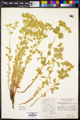 Euphorbia incisa var. mollis image
