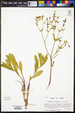 Euphorbia inundata image