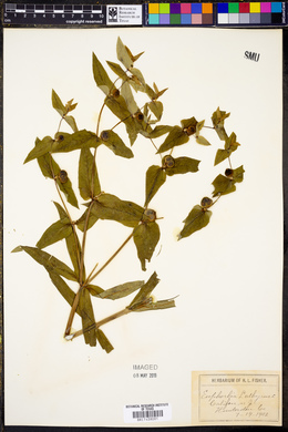 Euphorbia lathyris image