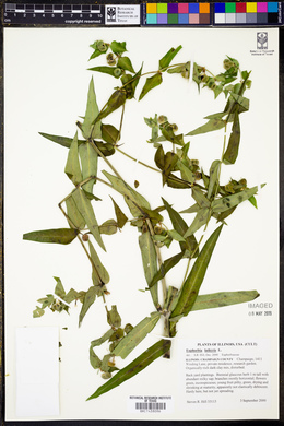 Euphorbia lathyris image