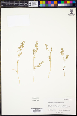 Euphorbia pediculifera image