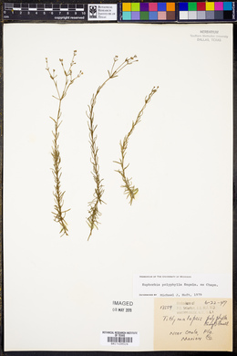 Euphorbia polyphylla image