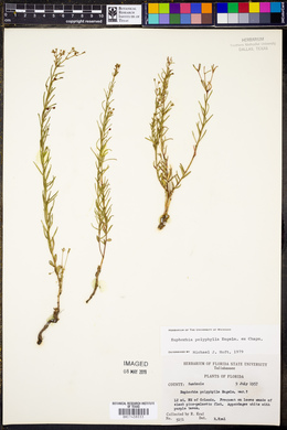 Euphorbia polyphylla image