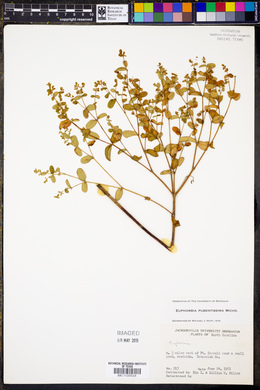 Euphorbia pubentissima image