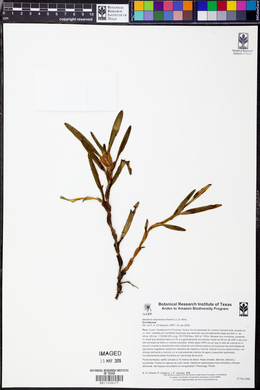 Maxillaria mapiriensis image