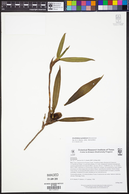 Maxillaria pendula image