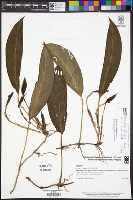 Monstera obliqua image
