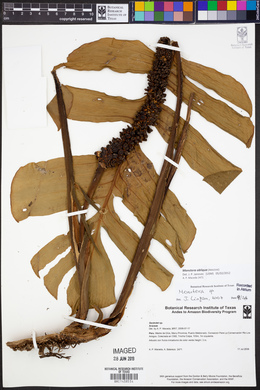 Monstera obliqua image