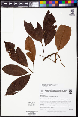 Hieronyma alchorneoides image