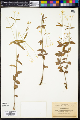 Euphorbia ariensis image