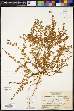 Euphorbia cozumelensis image
