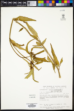 Euphorbia heterophylla image