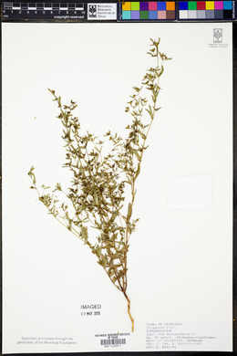 Chamaesyce hyssopifolia image