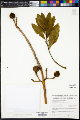 Euphorbia tanquahuete image