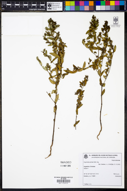 Euphorbia eichleri image